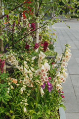 white foxglove and burgundy lupine in a natural garden. flower ideas for a natural garden....