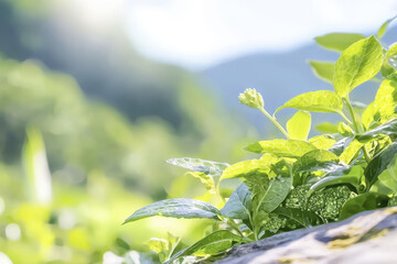 Obraz premium Fresh green leaves glisten in sunlight, showcasing nature beauty and tranquility in serene landscape