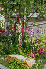 pink and white foxglove and burgundy lupine in a natural garden. flower ideas for a natural garden. landscape design.