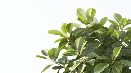 Flourishing tree with fresh green leaves against light background, symbolizing growth and vitality