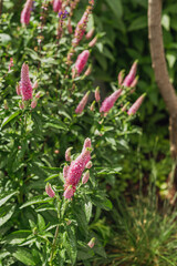 Veronica spicata, Veronica the spiky pink