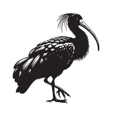 Black Northern Bald Ibis Silhouette Vector, High Quality Illustration on White Background