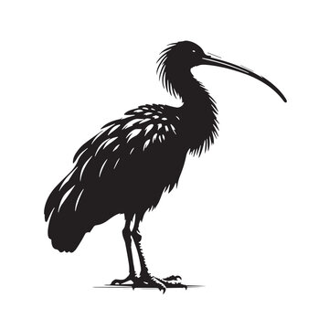 Black Northern Bald Ibis Silhouette Vector, High Quality Illustration on White Background