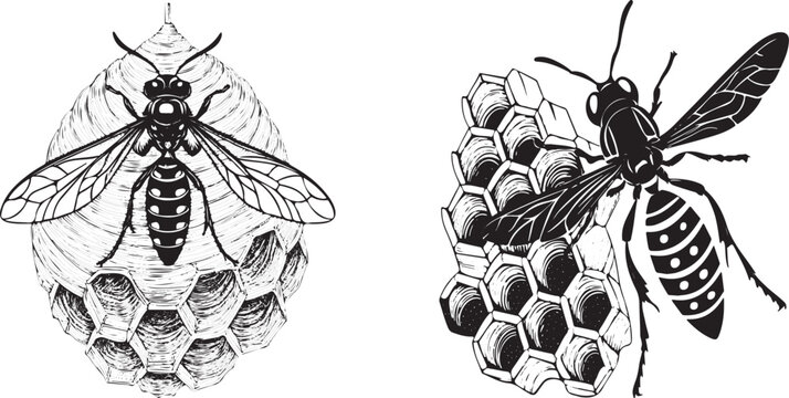 A wasp making its vespiary silhouette vector design with white background.