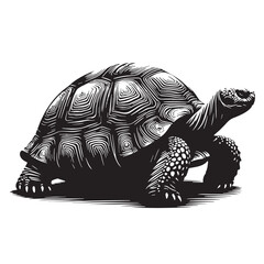 Black Pinta Island Tortoise Silhouette Vector, High Quality Illustration on White Background