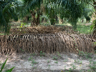 Obraz premium Oil palm plantations in southern Thailand
