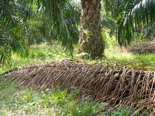 Oil palm plantations in southern Thailand