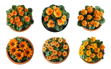 Orange flowers in pots isolated on a transparent or white background, top view, cut-out, bundle, PNG
