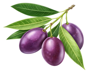 Realistic Purple Olives with Green Leaves – Fresh Olive Branch Illustration Isolated on White