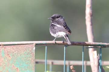 Bushchat