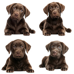 Adorable Chocolate Lab Puppy Gazing Curious 