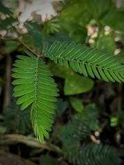 Sensitive plant with delicate leaves that fold when touched