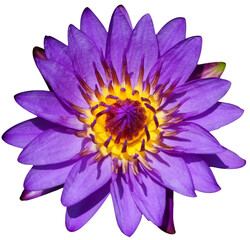  Purple Lotus flower transparent background