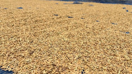 Close up Drying rice on the road .
