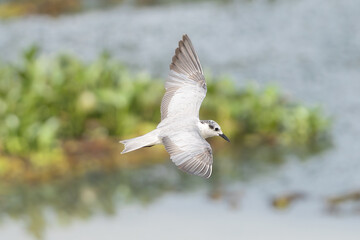Whiskered tern - Chlidonias hybrida in flight. Photo from Wasgamuwa National Park in Sri Lanka.	