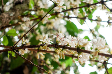 Coffee Blossoms on a Branch, White Coffee Flowers on coffee branch tree.
