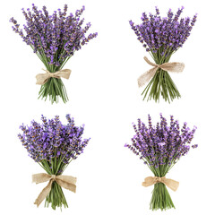 Fresh Lavender Bouquet in Burlap Ribbon - Isolated 