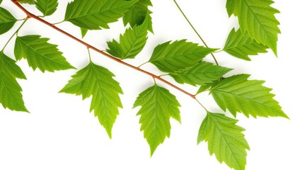 Neem leaves images isolated on white background