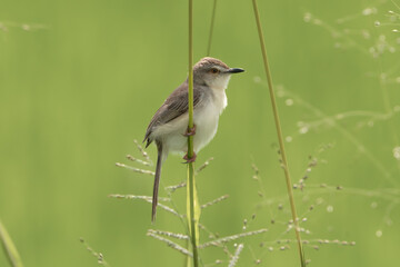 Plain prinia, plain wren-warbler or white-browed warbler - Prinia inornata perched at green...