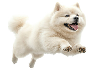 Happy dog jumping in air, showcasing its playful spirit and fluffy fur. This energetic canine exudes joy and excitement, perfect for pet lovers