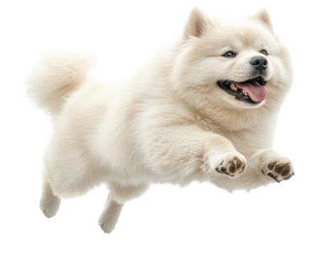 Happy dog jumping in air, showcasing its playful spirit and fluffy fur. This energetic canine exudes joy and excitement, perfect for pet lovers