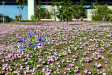 紫色のアガパンサスとピンクの花が広がる公園の風景