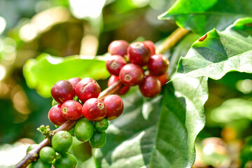Ripe Coffee Cherries on a Branch with Green Leaves