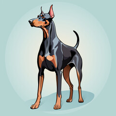 Doberman, dog, pet, handmade drawing vector illustration, poster, banner, isolated on background