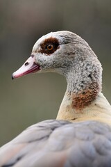 Nilgans schaut direkt in die Kamera, freigestellt mit viel Bokeh, März 2025
