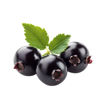 Blackcurrant png