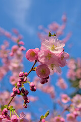 A close-up of vibrant pink cherry blossoms on a branch, set against a clear blue sky, showcasing the beauty of springtime.