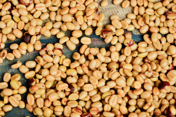 In the honey process, coffee beans are dried under the sun. As the pulp and mucilage ferment, they give the beans a yellowish-brown color.