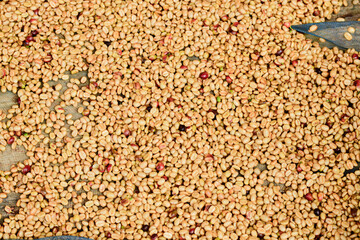 In the honey process, coffee beans are dried under the sun. As the pulp and mucilage ferment, they give the beans a yellowish-brown color.