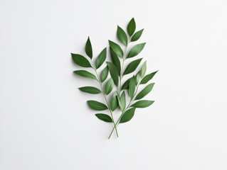 Obraz premium Green leaves on white background