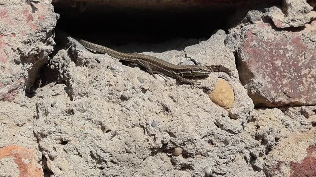Vid&eacute;o d'un l&eacute;zard des murailles (Podarcis muralis) se r&eacute;chauffant au soleil sur un mur de pierre textur&eacute;.