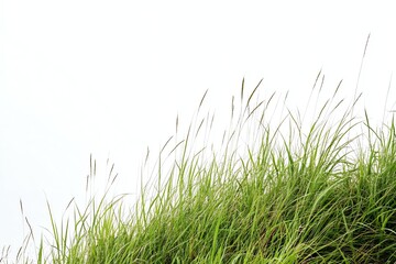 Fototapeta premium Green Grass Growing on Hillside Against White Background for Design Element