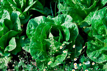 Crops grow on fertile agricultural farm land