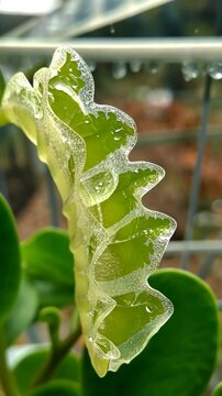 Unique green leaf with droplets glistening in natural light, showcasing fine details in a garden setting