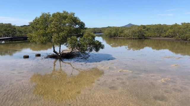 Landscape view of mangrove trees reflection growing at Urunga Wetlands in New South Wales Australia.