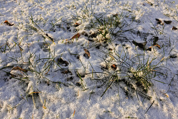 Snow covers grass and fallen leaves in quiet winter landscape during early