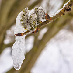 Salix caprea buds emerge from under the melting snow, showing signs of spring