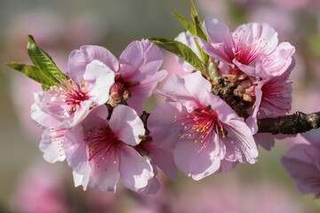 Mandelblüten