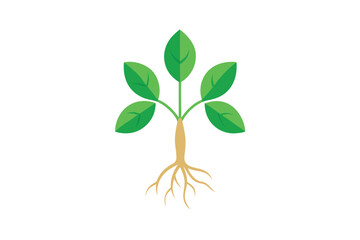 Fototapeta premium green tree isolated on white