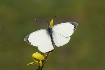 Large white (Pieris brassicae) on flowers yellow Easter tree or Forsythia flowers. Wings spread. Faded Dutch garden. Spring, March, Netherlands