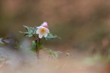 Buschwindröschen
