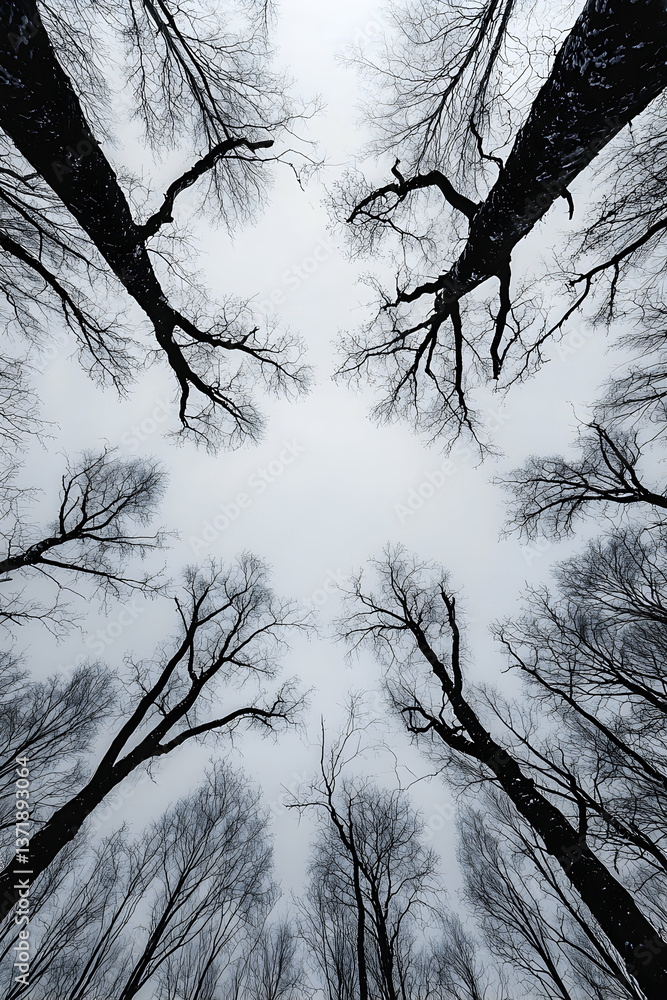 Poster overhead view of leafless trees in a winter forest