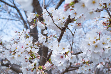 cherry blossoms-7