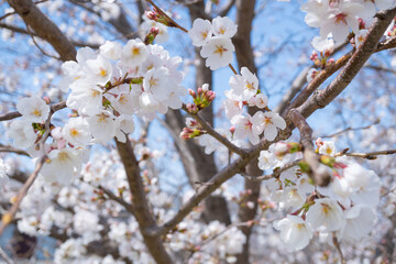 cherry blossoms-9