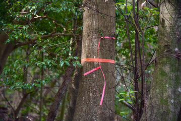 登山道にあるピンクテープ