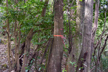 登山道にあるピンクテープ